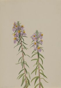 Aster Aster hirariifolius, 1923. alkotó: Mary Vaux Walcott