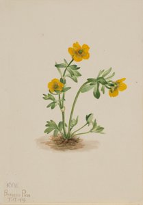 Lavinaboglárka Ranunculus suksdorfii, 1919. alkotó: Mary Vaux Walcott