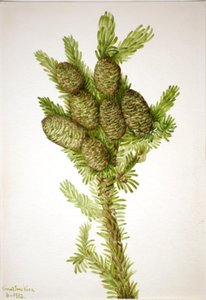 Balsam Fir Albies fraseri, 1932. alkotó: Mary Vaux Walcott