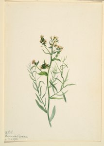 Fattyú varangyvirág (Comandra pallida) alkotó: Mary Vaux Walcott