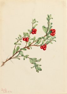Medveszőlő Arctostaphylos szőlőmedve, 1916 alkotó: Mary Vaux Walcott
