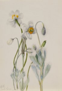 Medvepipacs (Arctomecon merriami) alkotó: Mary Vaux Walcott
