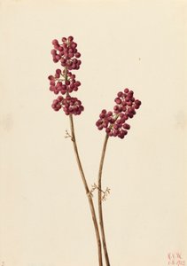Beauty Berry Callicarpa americana, 1923. alkotó: Mary Vaux Walcott
