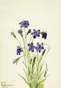 Harangvirág (Campanula) alkotó: Mary Vaux Walcott