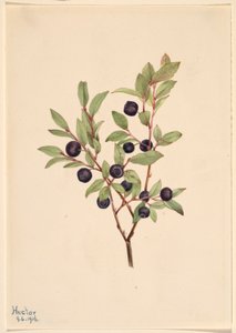 Nagy Whortleberry (Vaccinium membranaceum) alkotó: Mary Vaux Walcott