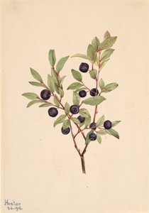 Big Whortleberry Vaccinium membranaceum, 1916.