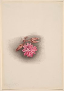Bitterroot (Lewisia redivivivia) alkotó: Mary Vaux Walcott