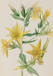Lángoló csillag Mentzelia laevicaulis, kb. 1930-as évek. alkotó: Mary Vaux Walcott