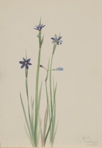 Kékszemű fű (Sisyrinchium angustifolium) alkotó: Mary Vaux Walcott