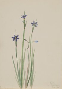 Kékszemű fű, Sisyrinchium angustifolium, 1920. alkotó: Mary Vaux Walcott
