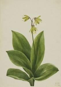 Kék gyöngy (Clintonia borealis) alkotó: Mary Vaux Walcott