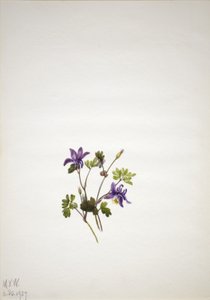 Kék Columbine (Aquilegia saximontana) alkotó: Mary Vaux Walcott