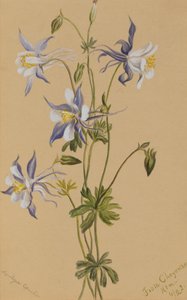 Kék Columbine Aquilegia caerulea, 1922 alkotó: Mary Vaux Walcott