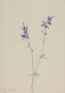 Kék szarkaláb (Delphinium nuttallianum) alkotó: Mary Vaux Walcott