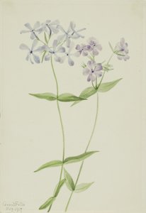 Kék Phlox (Phlox divaricata) alkotó: Mary Vaux Walcott