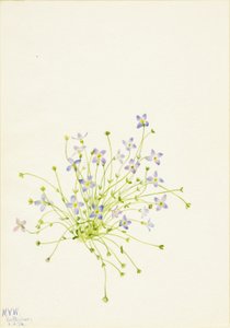 Kékfű (Houstonia serpyllifolia) alkotó: Mary Vaux Walcott