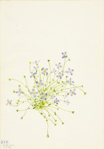 Bluets Houstonia serpyllifolia, 1934. alkotó: Mary Vaux Walcott