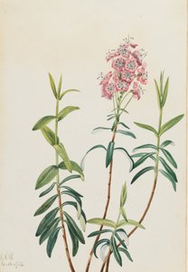 Kalmia láp Kalmia polifolia, 1922. alkotó: Mary Vaux Walcott