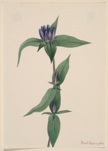 Bottle Gentian (Gentiana saponaria) alkotó: Mary Vaux Walcott