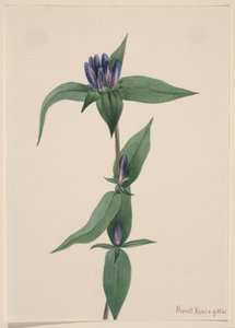 Gentian Gentiana saponaria palack, 1905. alkotó: Mary Vaux Walcott