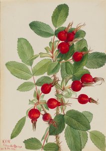 Bourgeau Rose Rosa bourgeauiana, 1923. alkotó: Mary Vaux Walcott