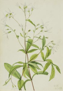 Bowmansroot (Porteranthus trifoliatus) alkotó: Mary Vaux Walcott