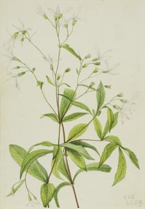 Bowmansroot Porteranthus trifoliatus, 1919. alkotó: Mary Vaux Walcott