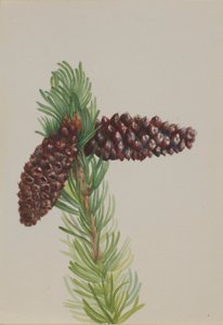 Borostafenyő (Pinus aristata) alkotó: Mary Vaux Walcott