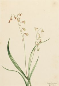 Bronzebells Stenanthium occidentale, 1906 alkotó: Mary Vaux Walcott