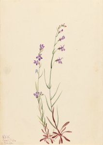 Patak Lobélia (Lobelia kalmii) alkotó: Mary Vaux Walcott