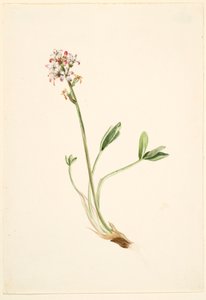 Buckbean (Menyanthes trifoliata) alkotó: Mary Vaux Walcott