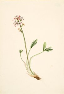 Buckbean Menyanthes trifoliata, kb. 1900-1920. alkotó: Mary Vaux Walcott