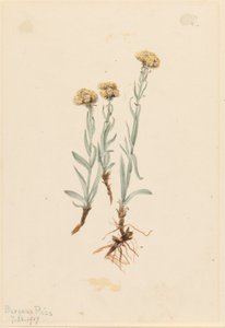 Bőrös cickafark (Antennaria luzuloides) alkotó: Mary Vaux Walcott