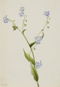 Bur-nefelejcs Lappula diffusa, 1903. alkotó: Mary Vaux Walcott