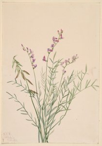 Burgess Milkvetch (Astragalus bourgovii) alkotó: Mary Vaux Walcott