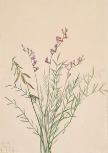 Burgess Milkvetch Astragalus bourgovii, 1922. alkotó: Mary Vaux Walcott
