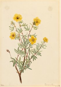 Bokor Cinquefoil Potentilla fruticosa, 1917. alkotó: Mary Vaux Walcott