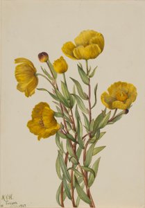 Bozótpipacs (Dendromecon rigidum) alkotó: Mary Vaux Walcott