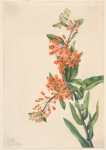 Pillangófű (Ascelpias tuberosa) alkotó: Mary Vaux Walcott