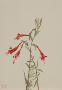 Kaliforniai Fuschia (Zauschneria californica) alkotó: Mary Vaux Walcott
