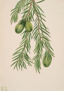 California Nutmeg Tumion californicum, 1929. alkotó: Mary Vaux Walcott