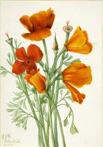Kaliforniai mák (Eschscholtzia californica) alkotó: Mary Vaux Walcott