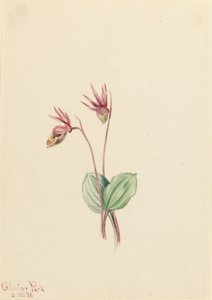 Calypso (Cytherea bulbosa) alkotó: Mary Vaux Walcott