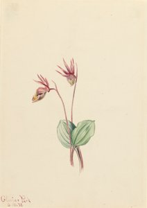 Calypso Cytherea bulbosa, 1916. alkotó: Mary Vaux Walcott