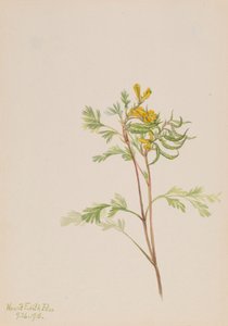 Capnoides aureum, 1918. alkotó: Mary Vaux Walcott