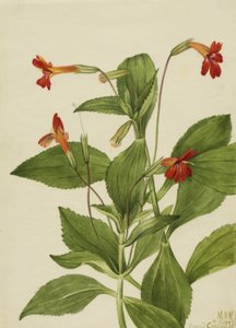 Bíboros Majomvirág Mimulus cardinalis, 1927.