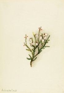 Cassiope (Cassiope mertensiana) alkotó: Mary Vaux Walcott