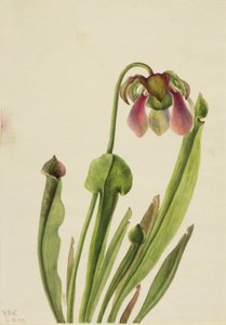 Catesby Pitcherplant Sarracenia catesaei, 1929. alkotó: Mary Vaux Walcott