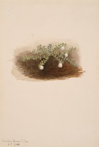 Chiogenes hispidula, 1904 alkotó: Mary Vaux Walcott