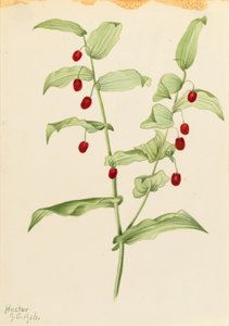 Összekapaszkodó csavart szár (Streptopus amplexifolius) alkotó: Mary Vaux Walcott